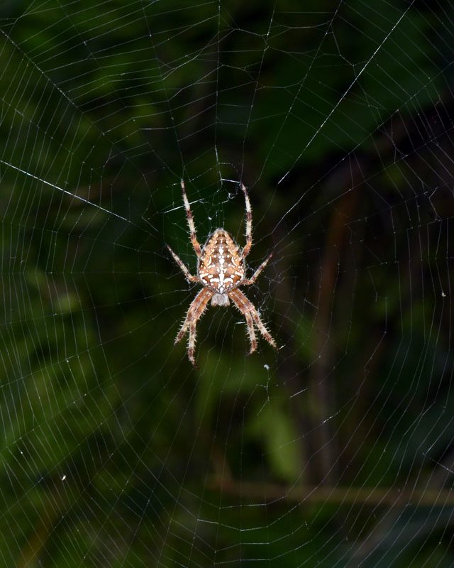 Araneus diadematus